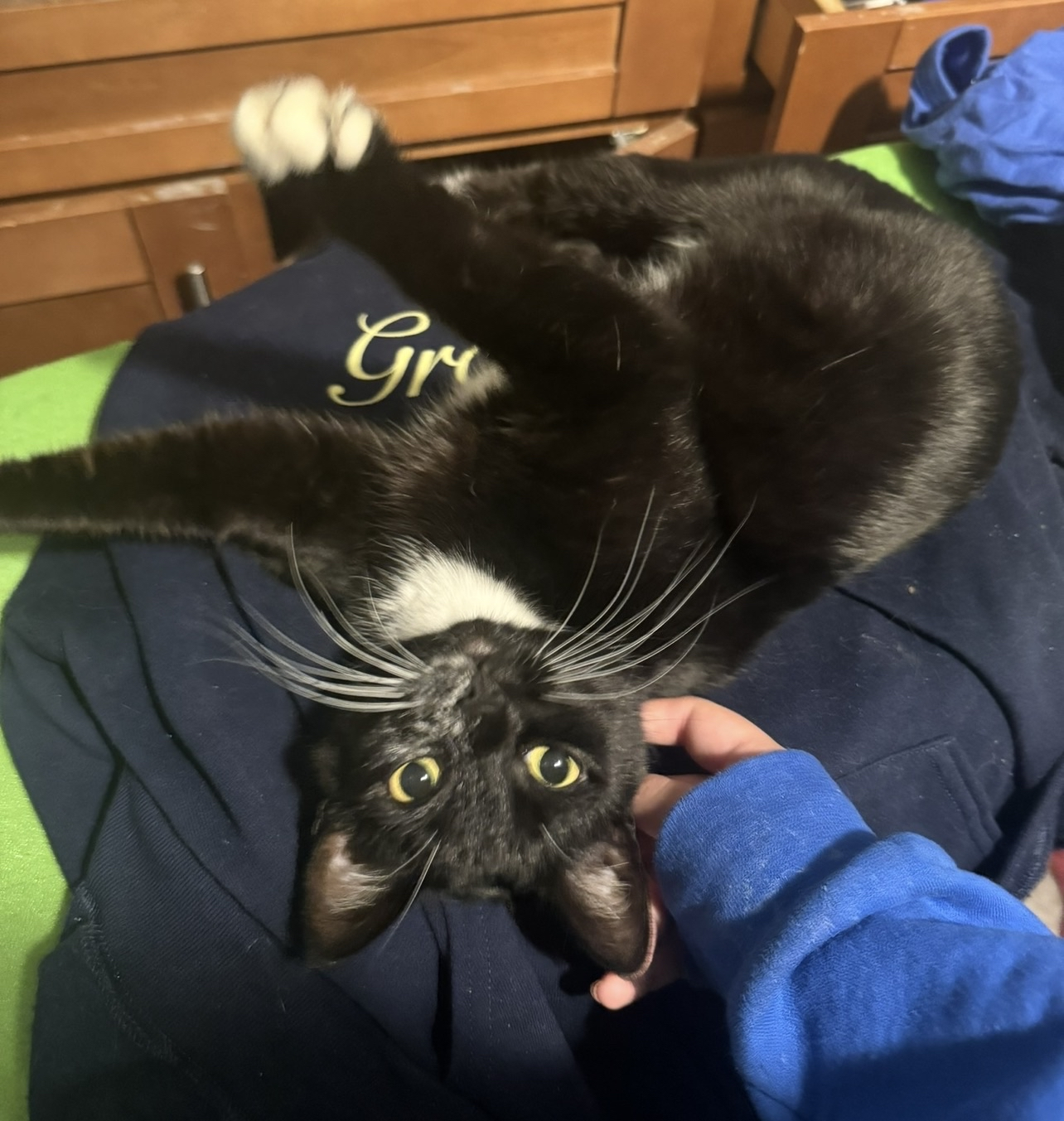 chip on her back
