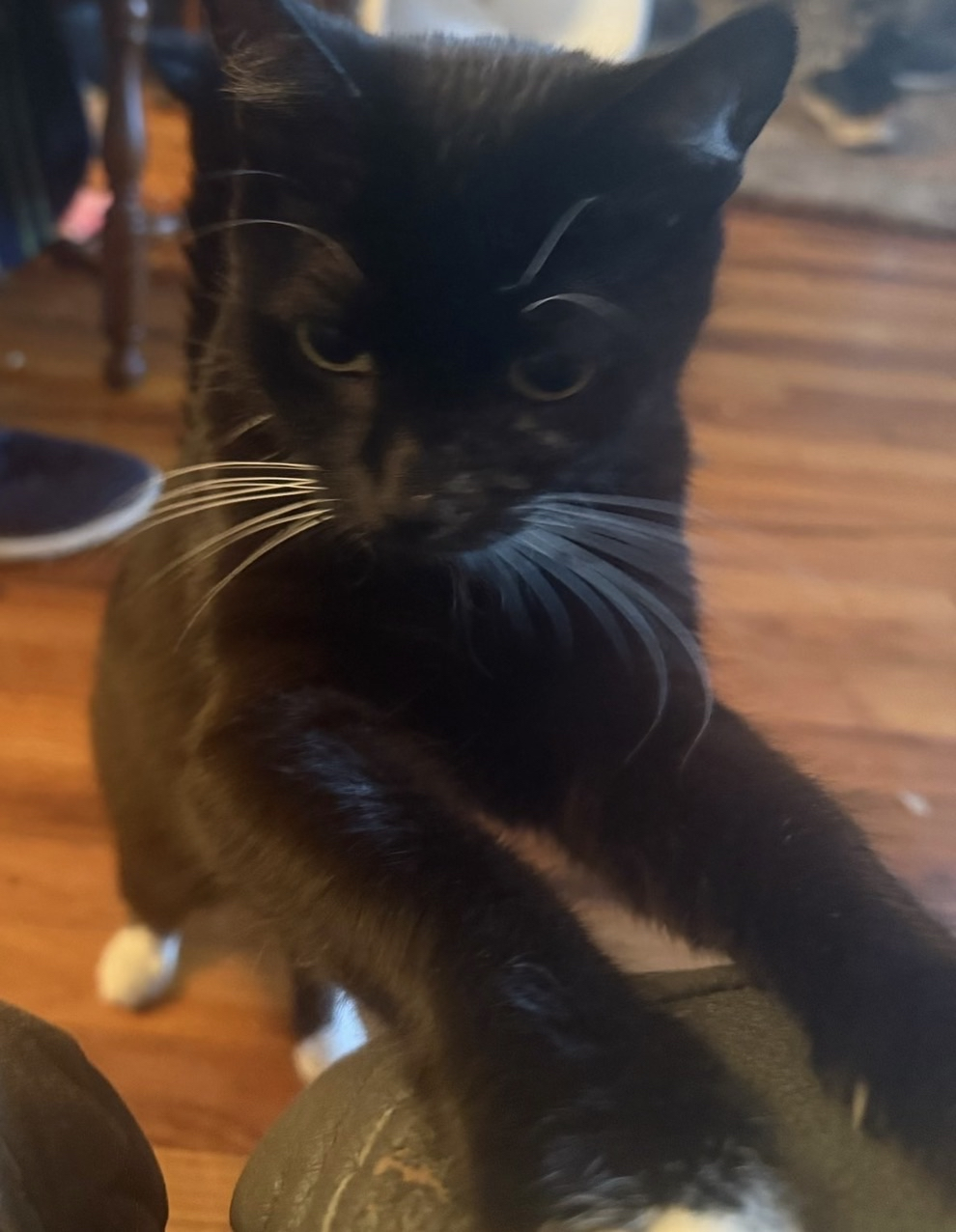 chip wants more uppies